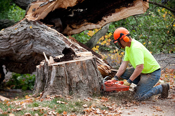 Best Affordable Tree Service  in East Brewton, AL